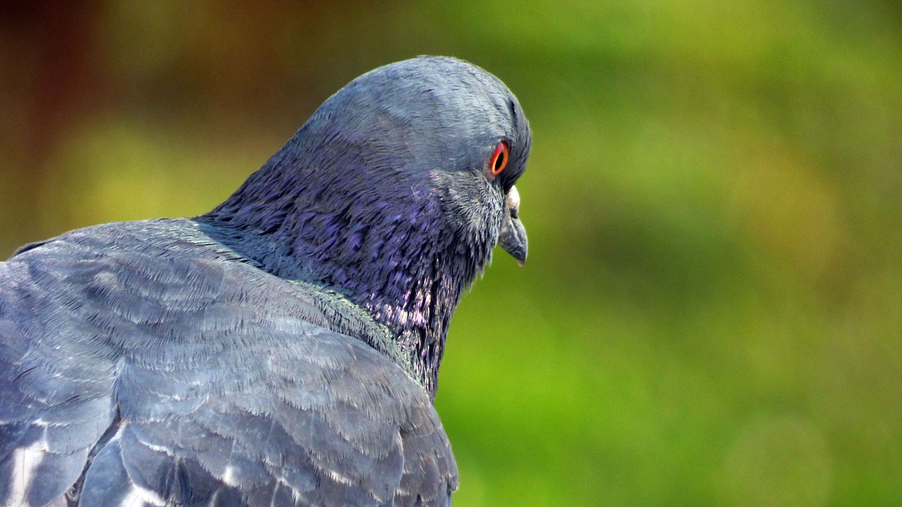 Image - wild nature vták pigeon nature