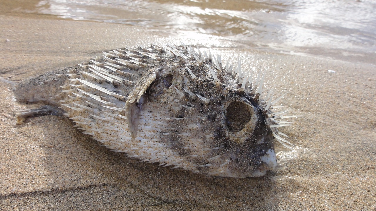 Image - dead fish puffer fish fish beach