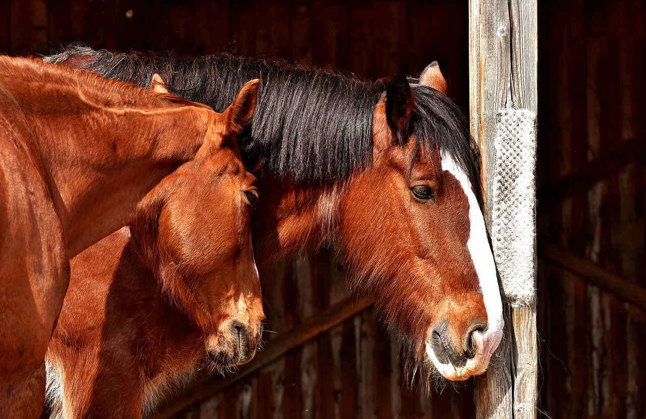 Image - horses friendship horse stable