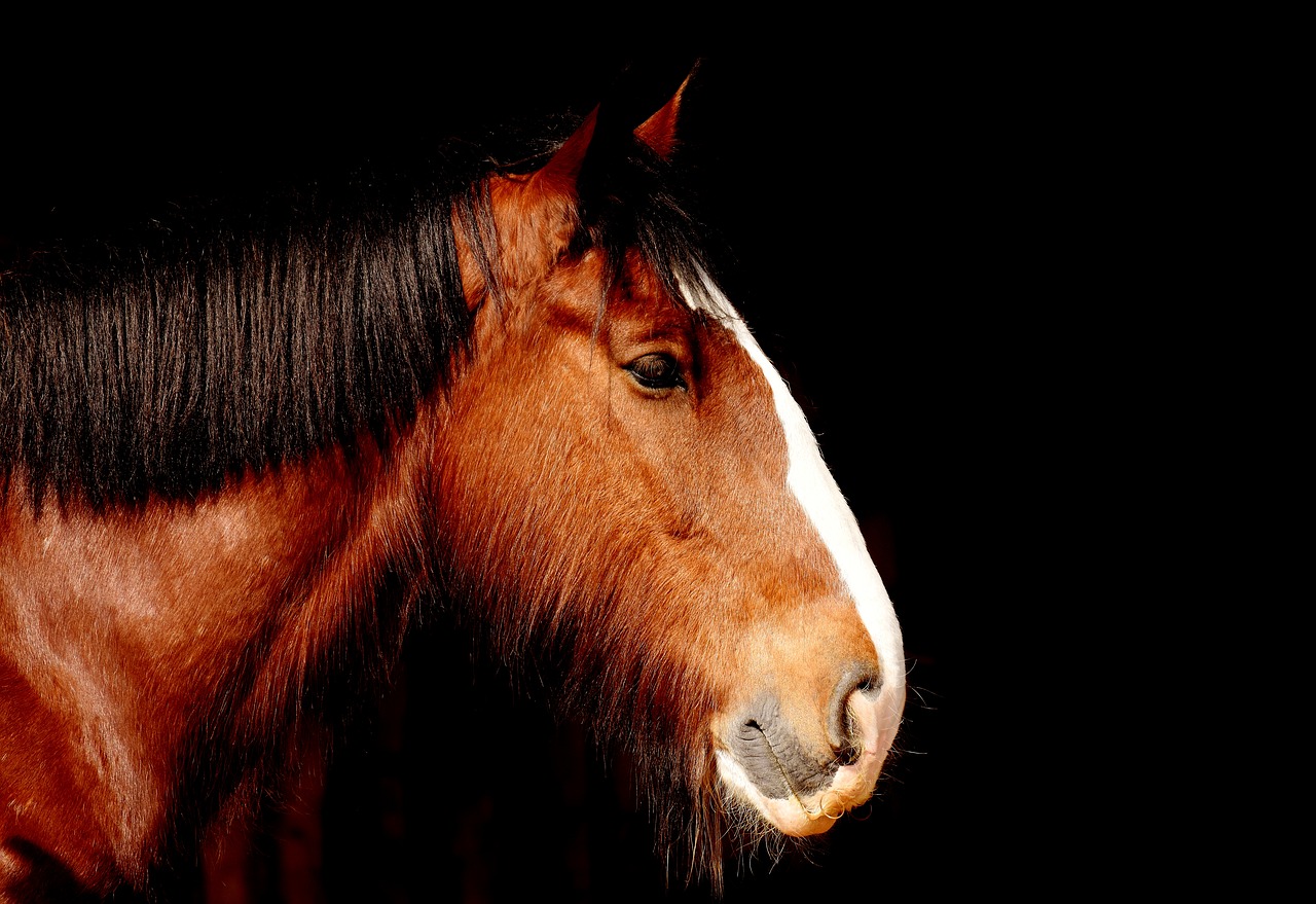 Image - shire horse horse brown portrait