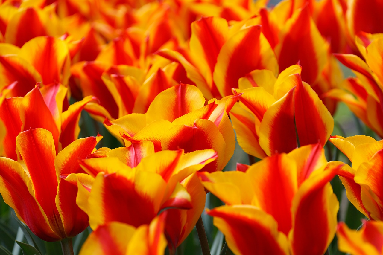 Image - red yellow tulips tulip green