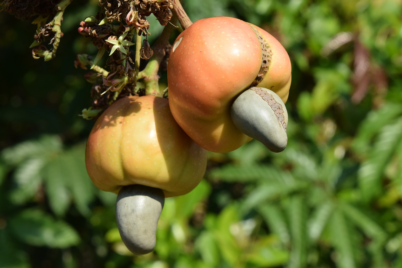 Image - cashew nature nut seed fruit