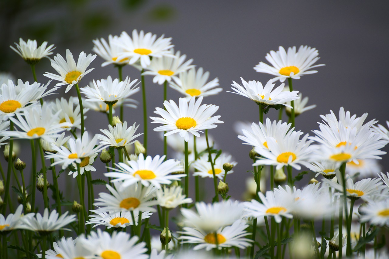 Image - chamomile flower nature plant