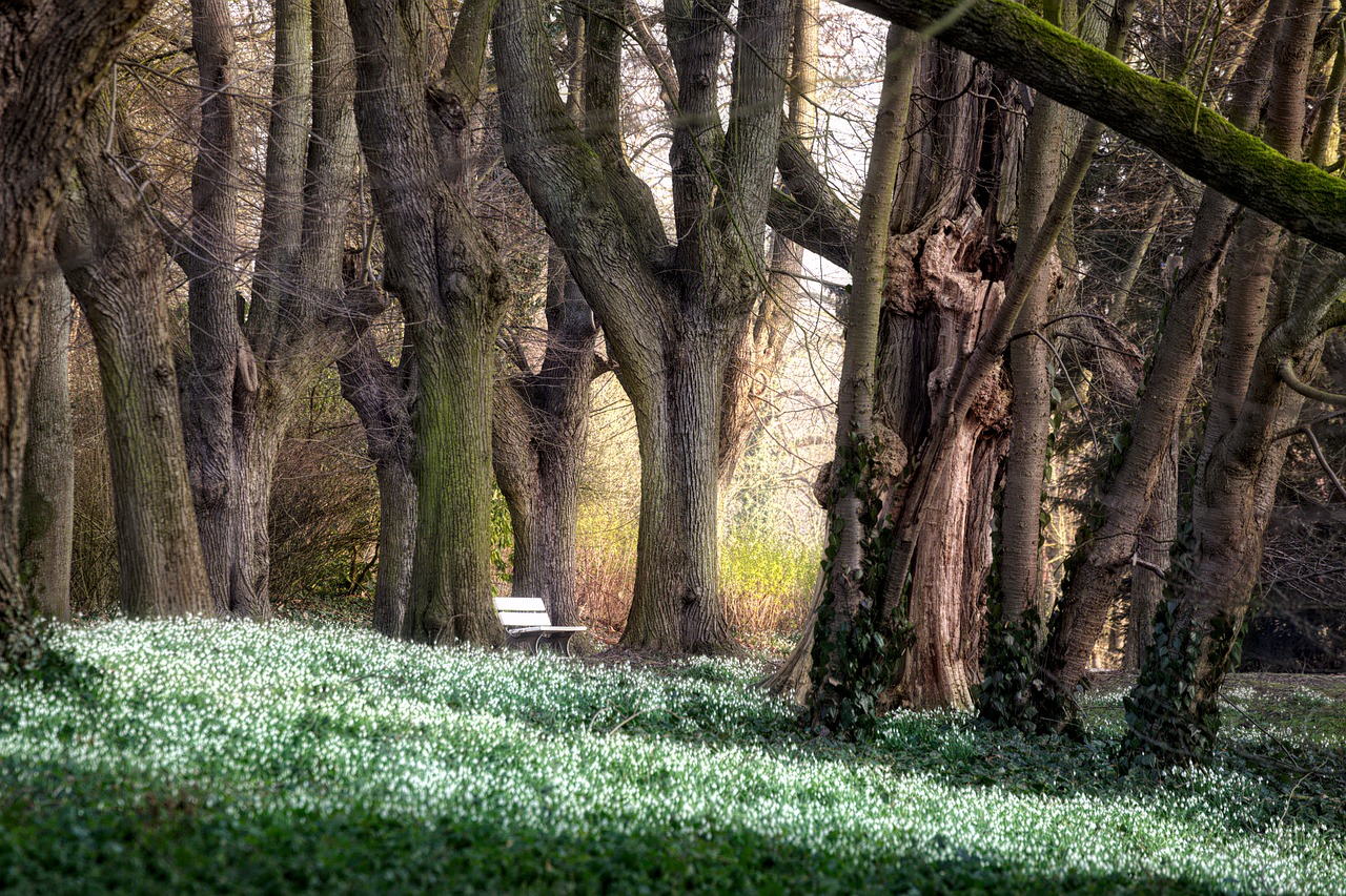 Image - park trees forest avenue bank