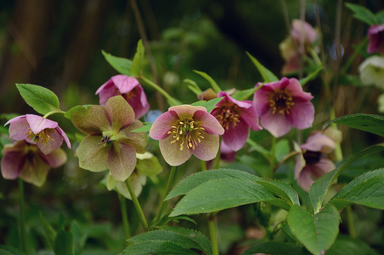 Image - christian roses flowers