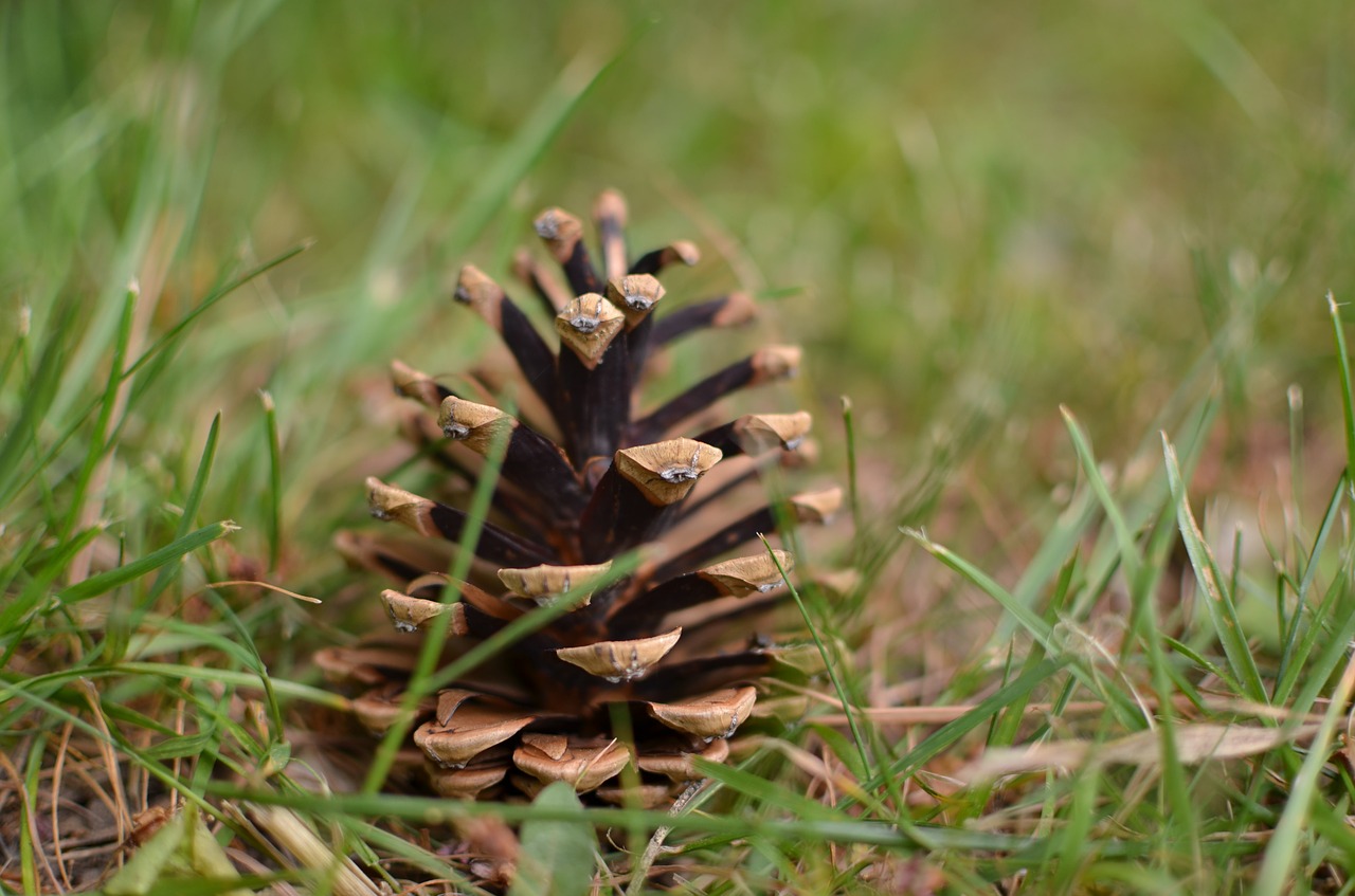 Image - pinecone tree green conifer forest