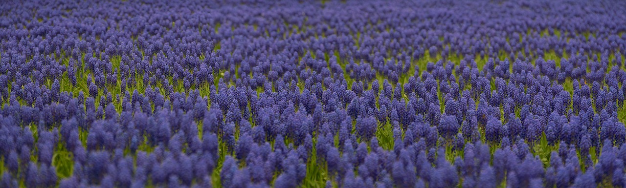 Image - grape hyacinth spring flowers