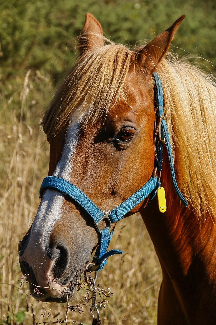 Image - horse spanish arabic crin stable