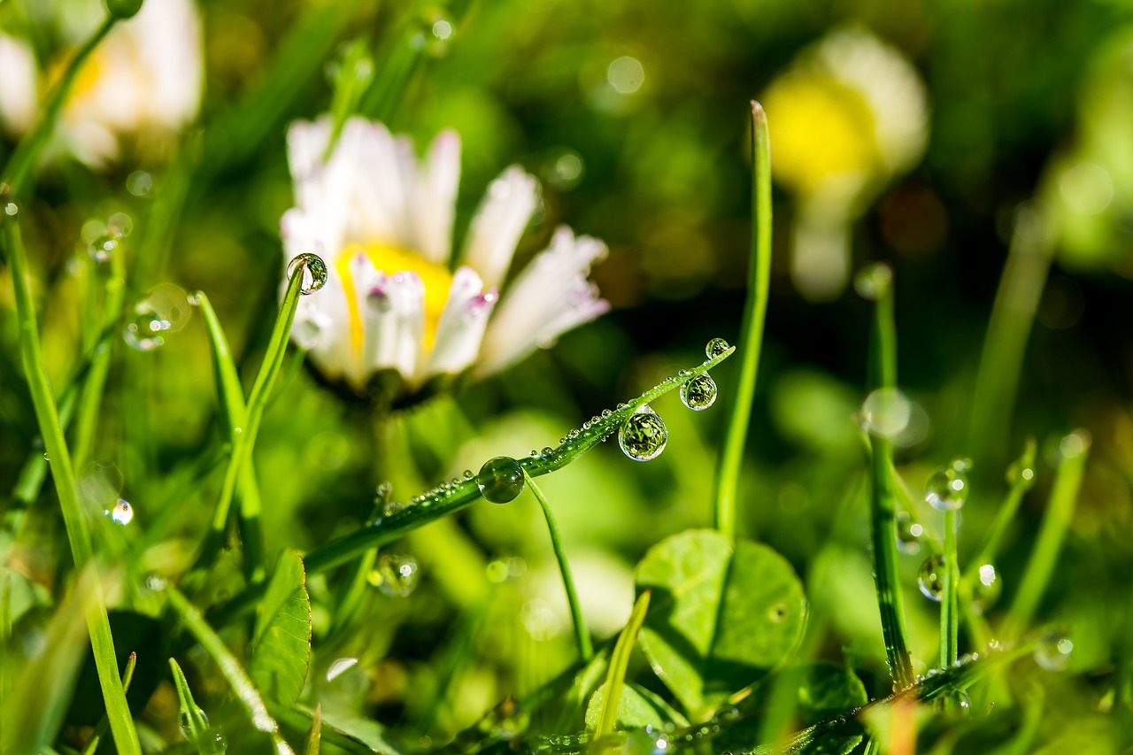 Image - drip raindrop dewdrop drop of water