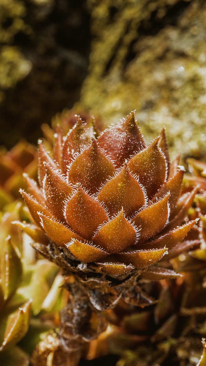 Image - ground cover cactus macro