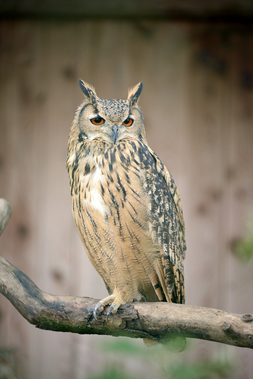 Image - bubo bubo owl sitting branch bird