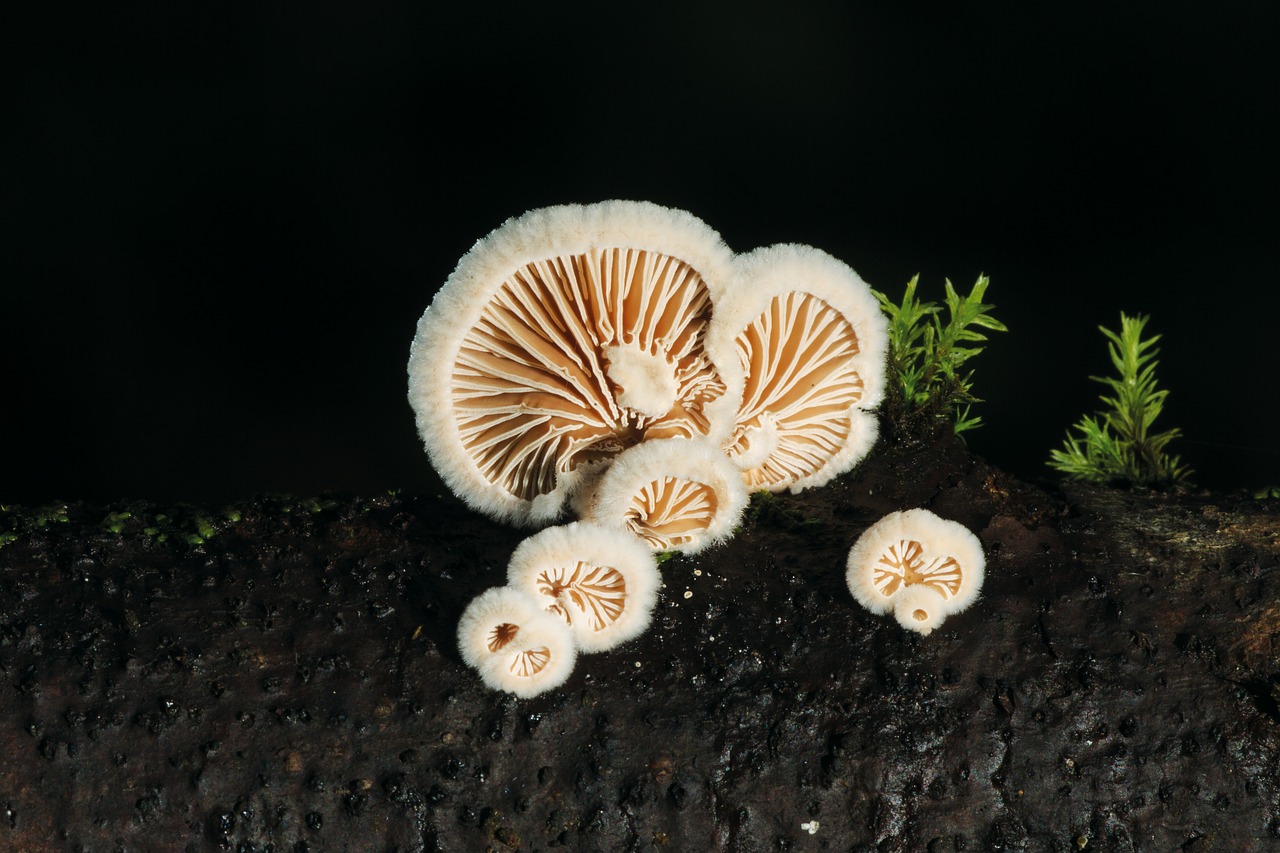 Image - mushroom tree fungus nature autumn