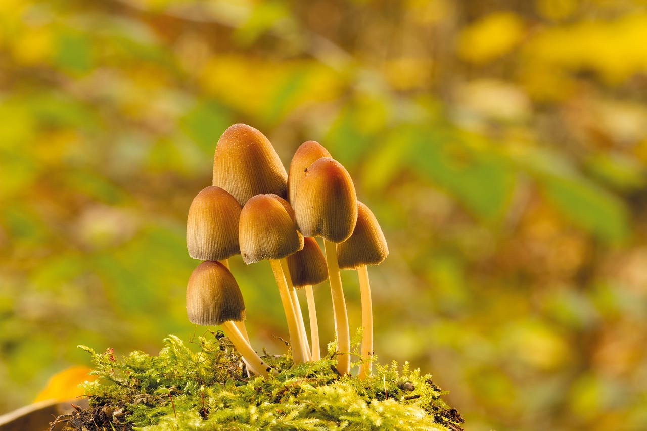 Image - mushroom autumn tree fungus moss