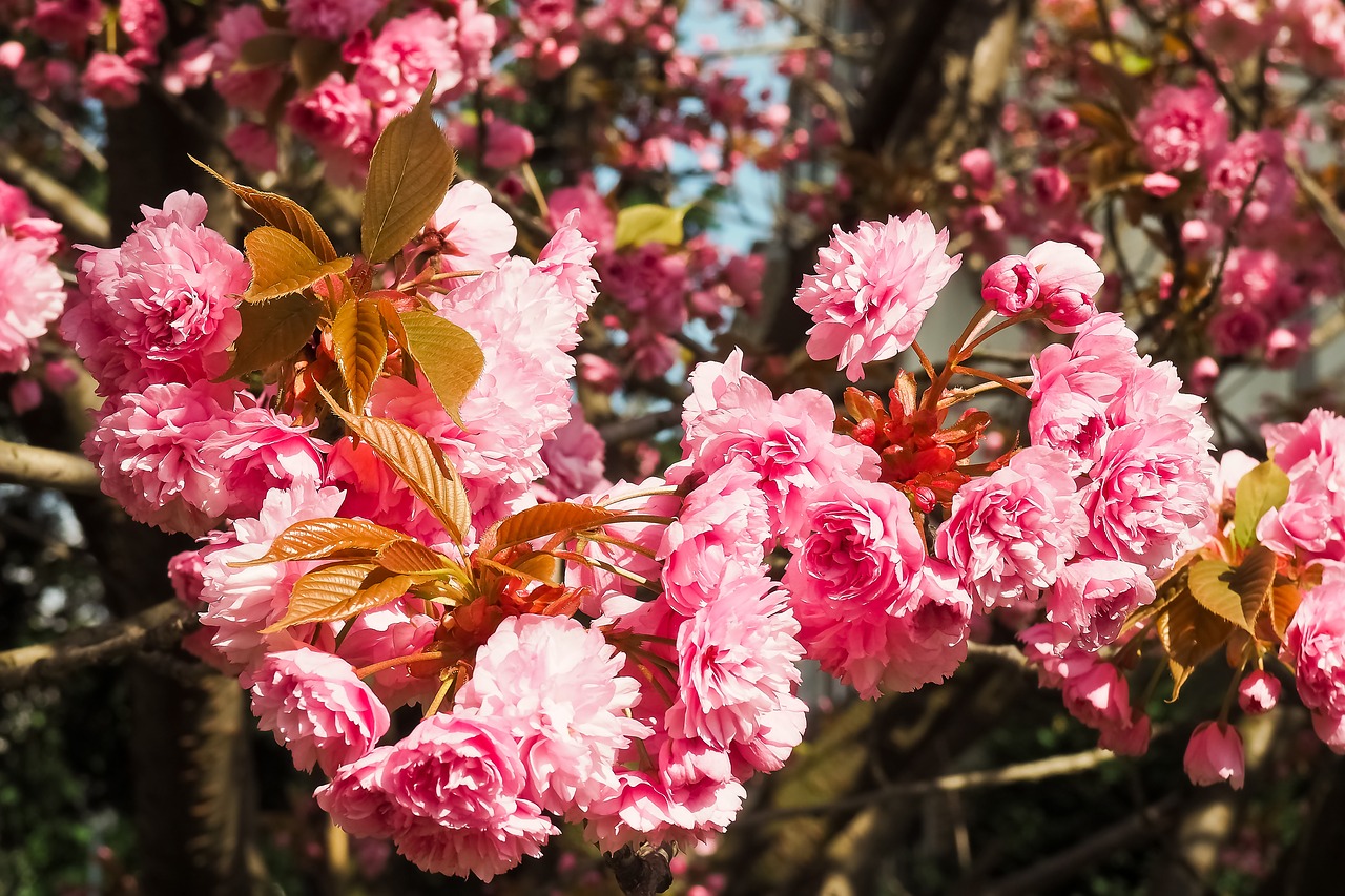 Image - cherry blossom tree spring flowers