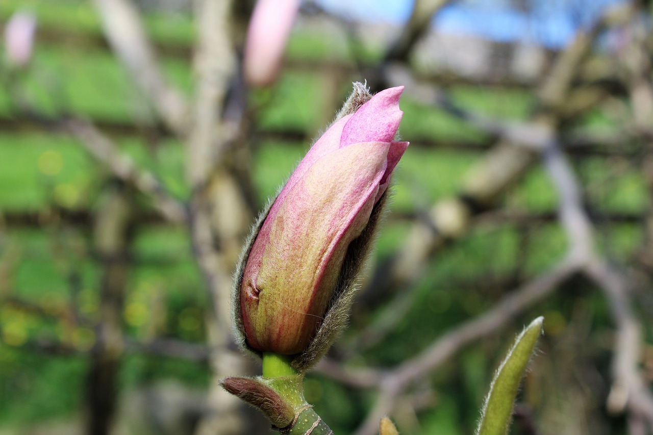 Image - magnolia bud magnolia pink magnolia