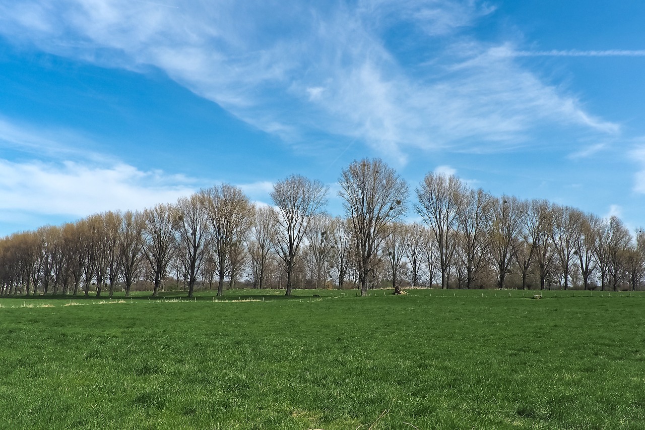 Image - landscape meadowlands trees