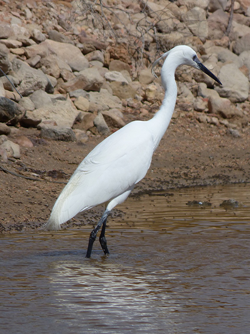 Image - little egret water bird