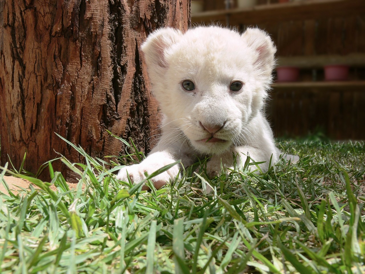 Image - lion cub lion cub white lion cute