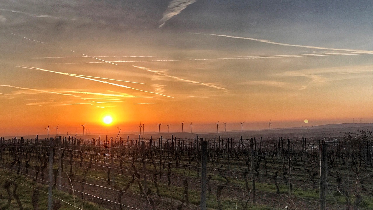 Image - sunrise rheinhessen vineyards sky