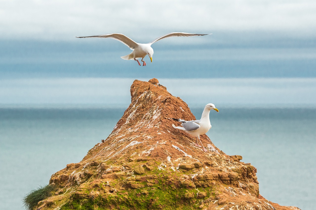 Image - gulls ocean reefs devon england