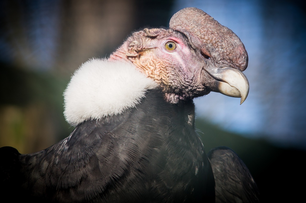 Image - andean condor condor raptor