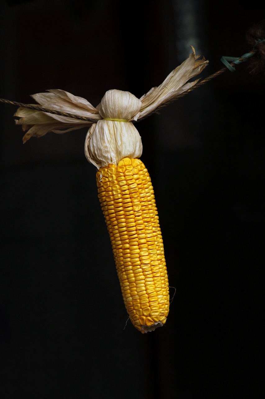 Image - maize grains corn food yellow