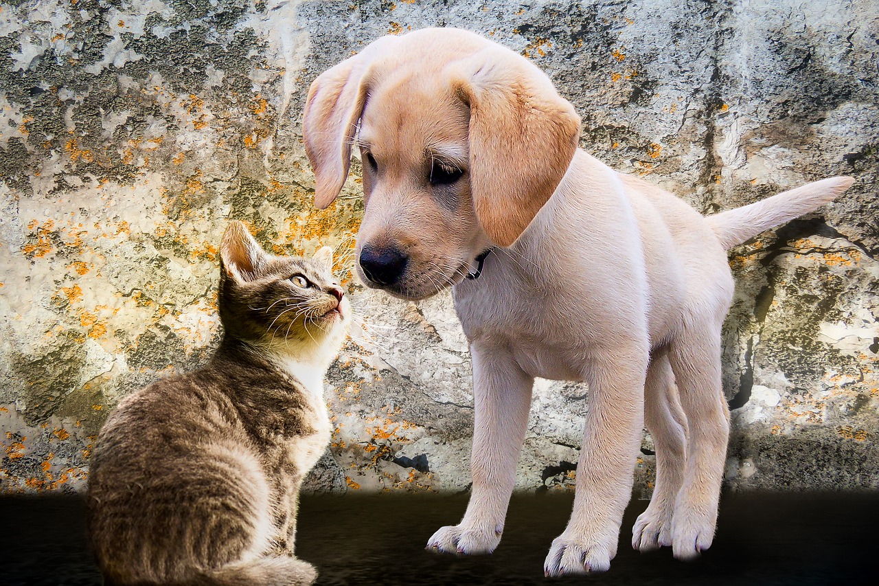 Image - animals dog cat puppy young