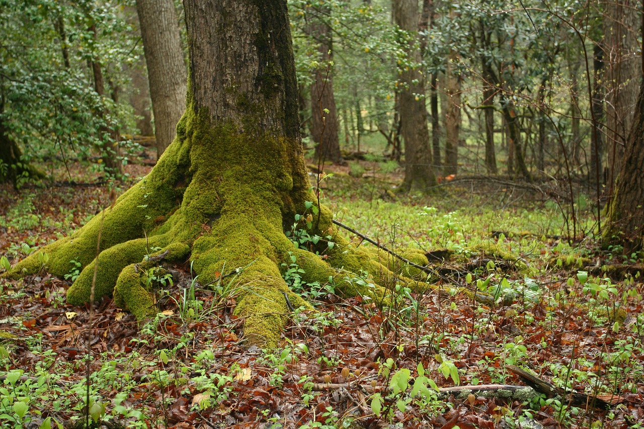 Image - mossy tree roots nature forest