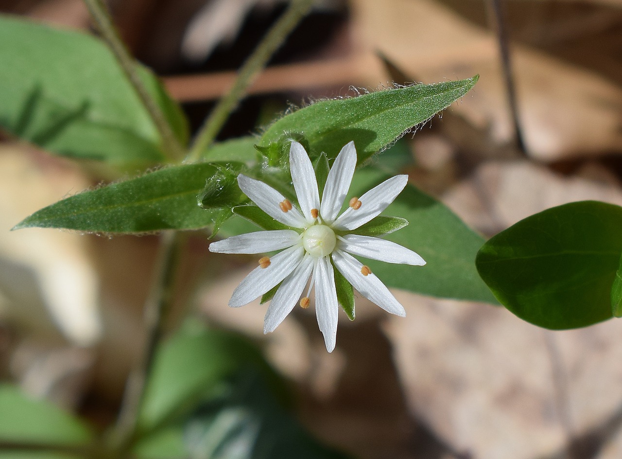 Image - star chickweed chickweed flower