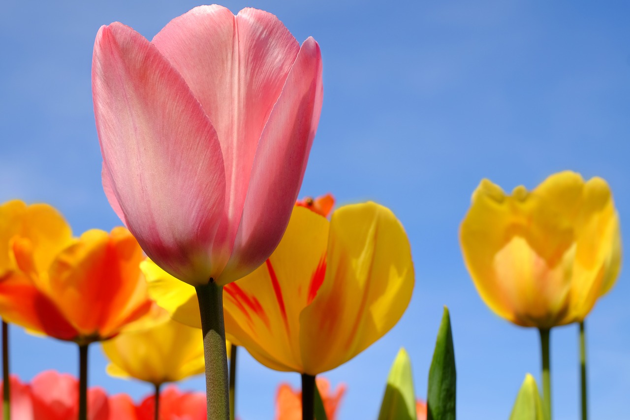 Image - tulip flower blossom bloom flowers