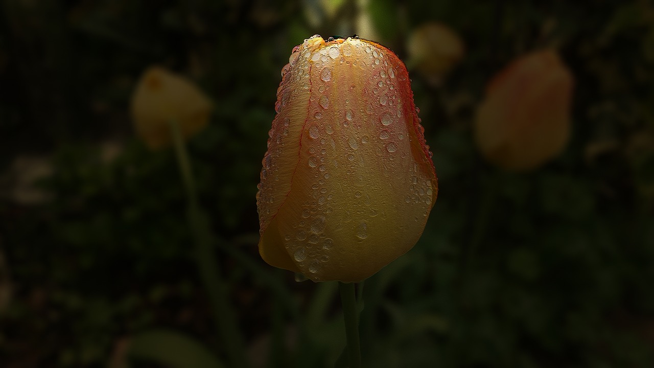 Image - tulip garden spring nature plant