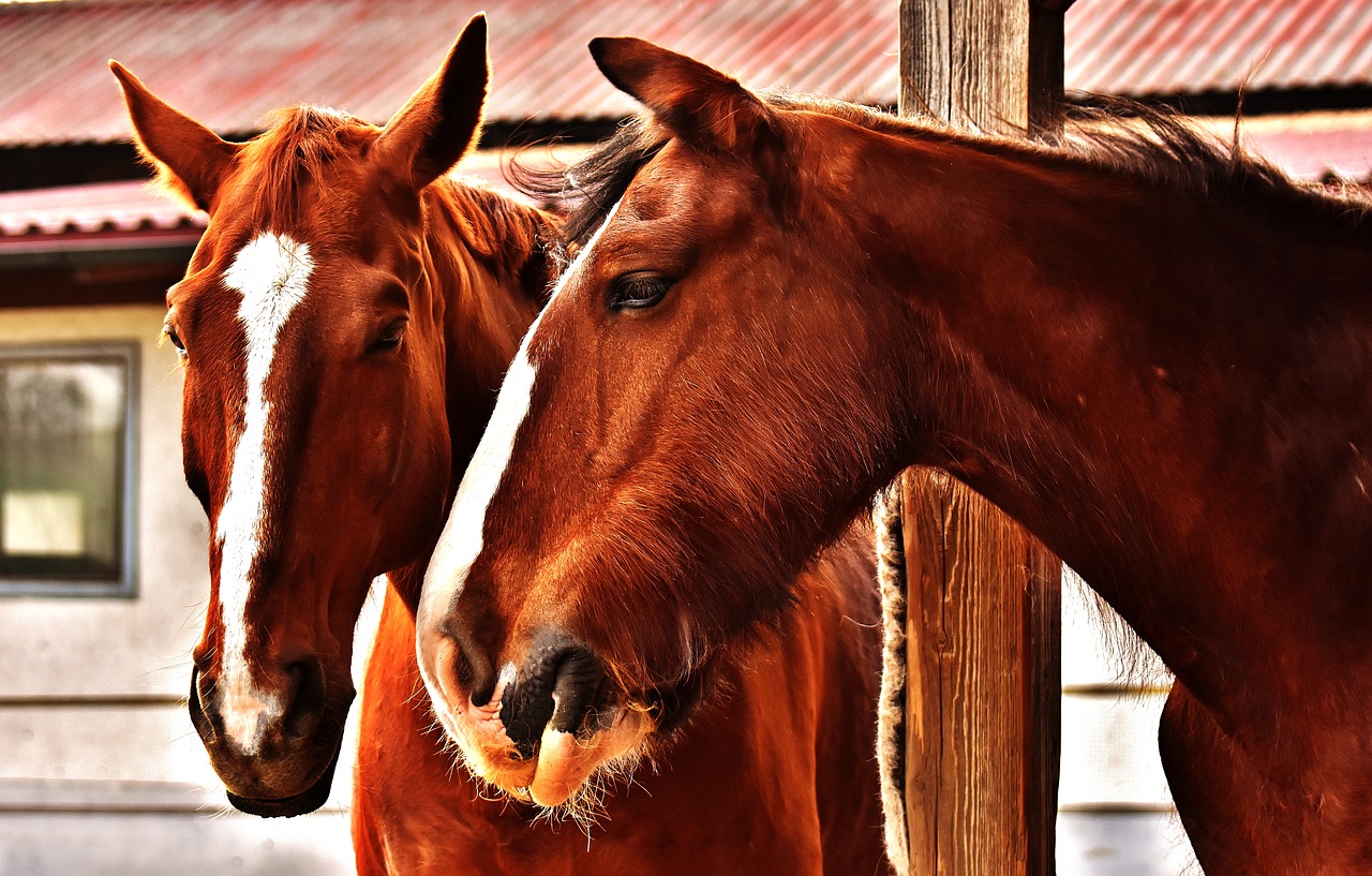 Image - horses friendship horse stable