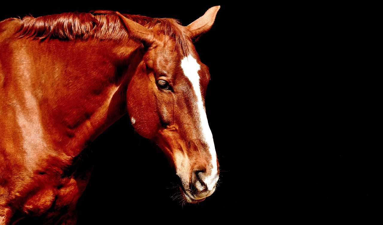 Image - horse brown portrait beautiful