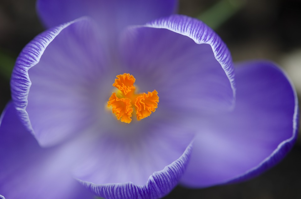 Image - crocus spring flower purple