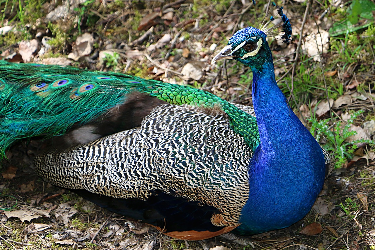 Image - peacock montemor zoo