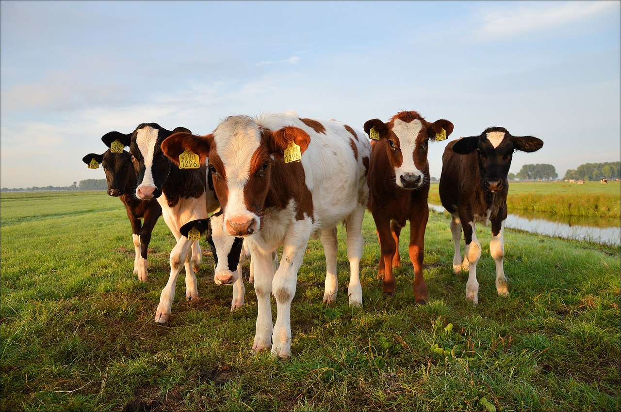 Image - bulls cattle cows farm mammal