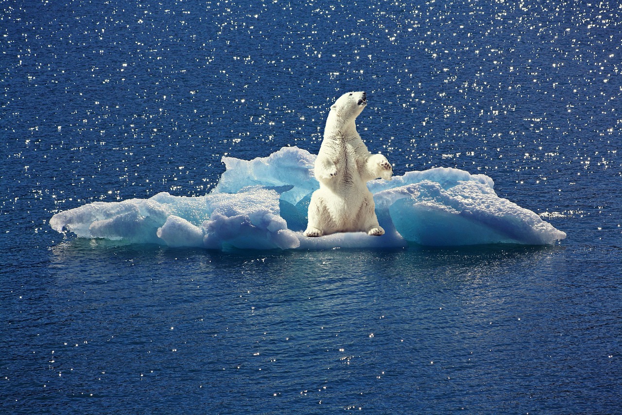 Image - polar bear iceberg ice floe