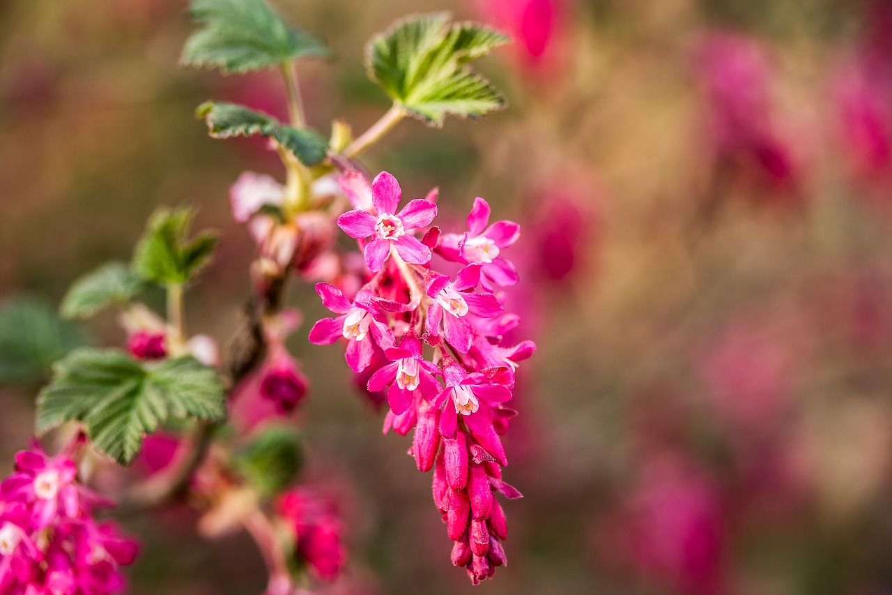 Image - corpuscle ribes sanguineum blossom