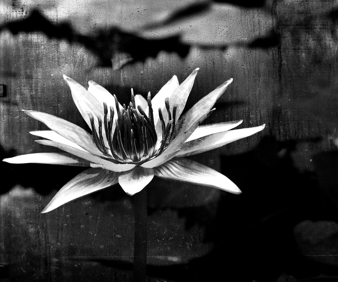 Image - black white water lily flower