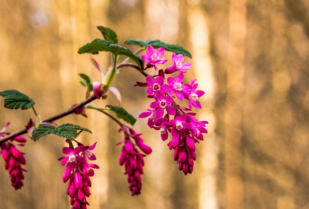 Image - corpuscle ribes sanguineum blossom