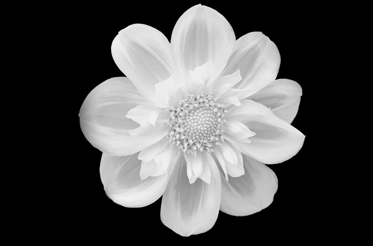 Image - flower flowers black isolated
