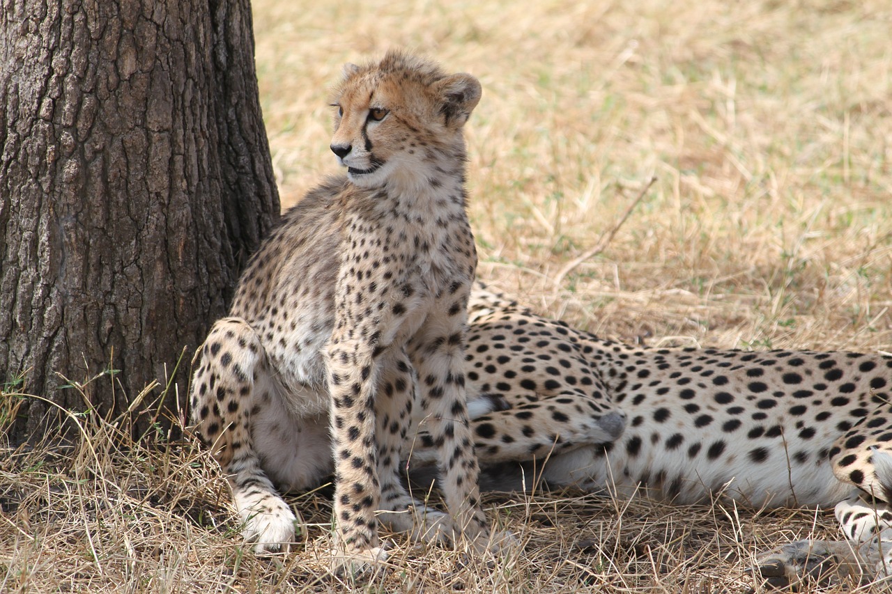 Image - cheetah africa safari wildlife