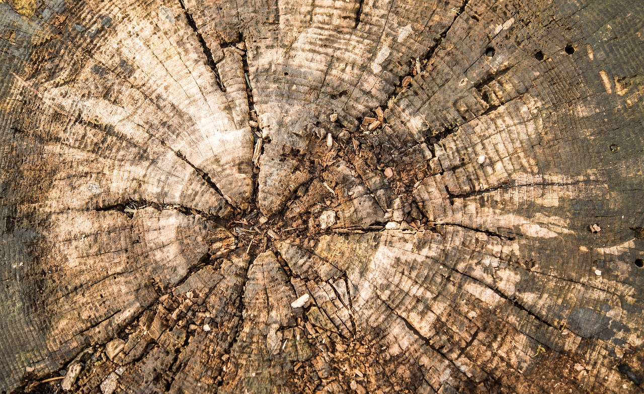 Image - wood log texture wood structure