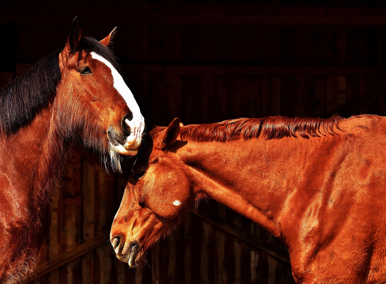 Image - horses friendship horse stable