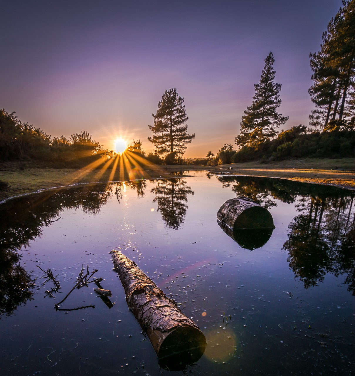 Image - forest sunset nature tree sunny