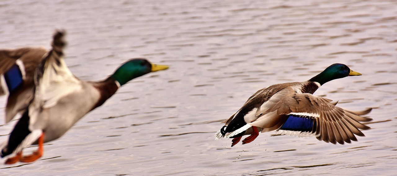 Image - ducks mallards flight fly wing