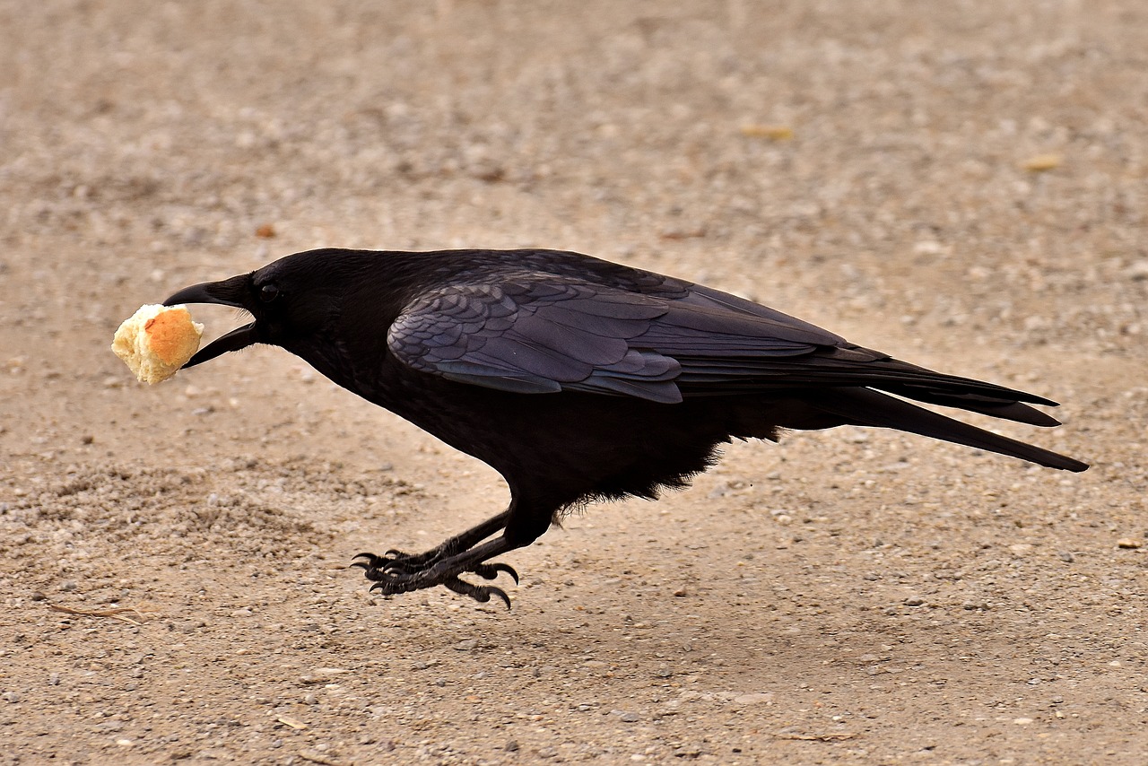 Image - common raven raven raven bird crow