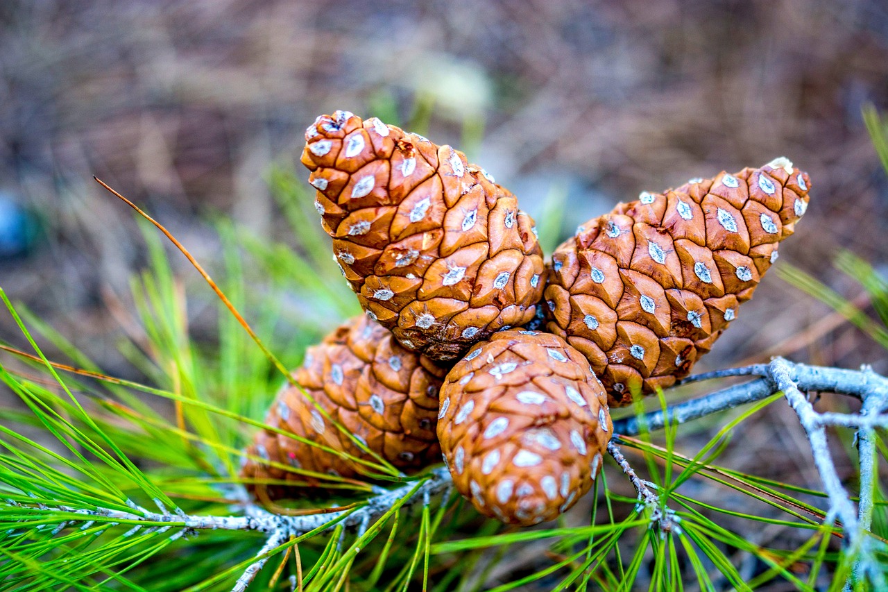 Image - pinecone pine nature forest