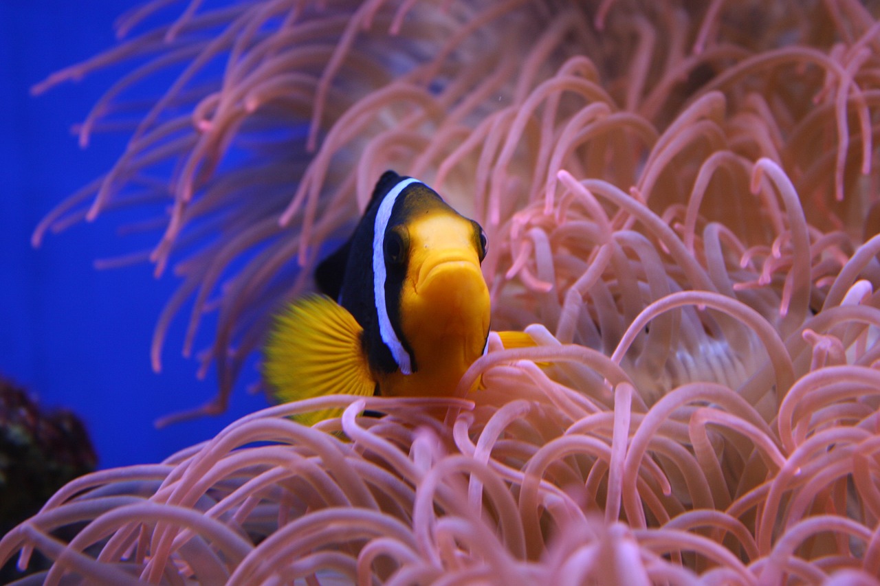 Image - clown fish nemo animal nature wild