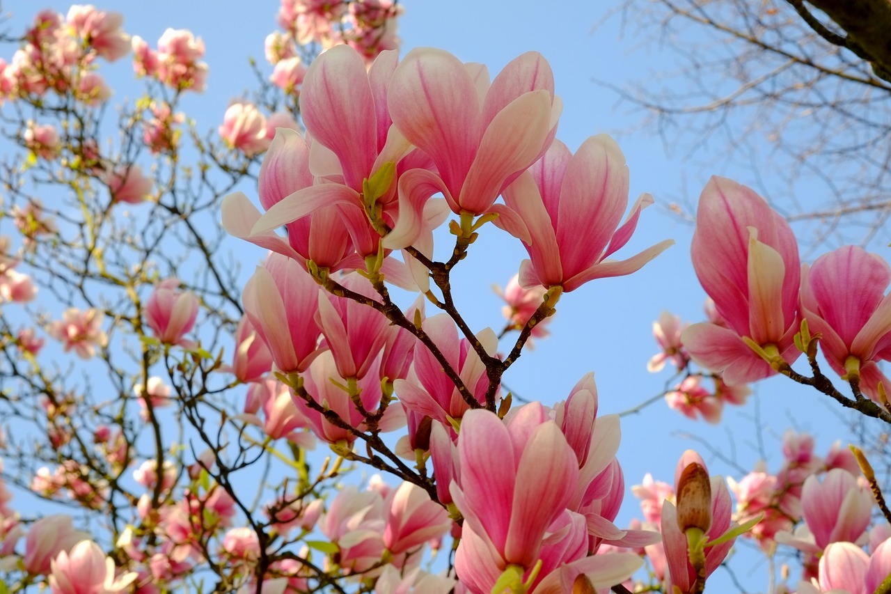 Image - magnolia magnolia tree spring pink